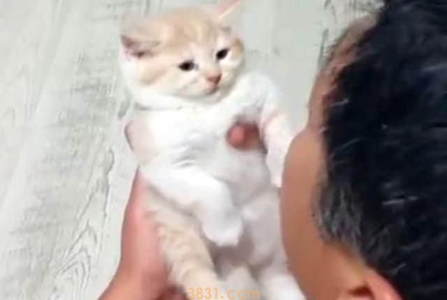 那个说着把猫带回家就跟猫一同滚蛋的老爸居然对猫做出这种事 那个说着把猫带回家就跟猫一同滚蛋的老爸居然对猫做出这种事