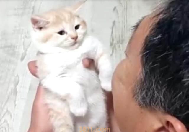 那个说着把猫带回家就跟猫一同滚蛋的老爸居然对猫做出这种事 那个说着把猫带回家就跟猫一同滚蛋的老爸居然对猫做出这种事