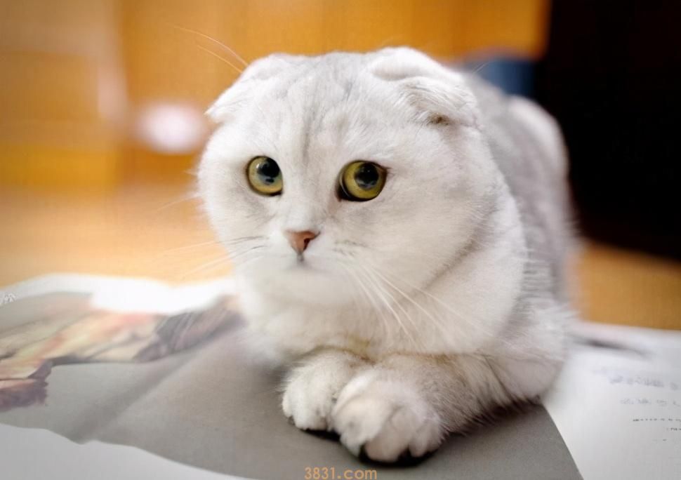 最长寿的6种猫,你家上榜了吗?(图1)