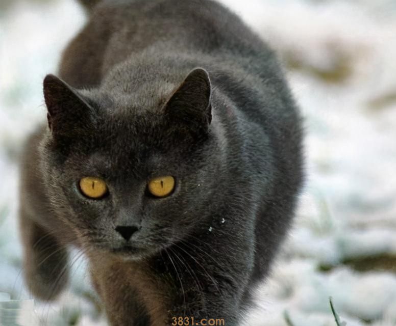 最长寿的6种猫,你家上榜了吗?(图3)