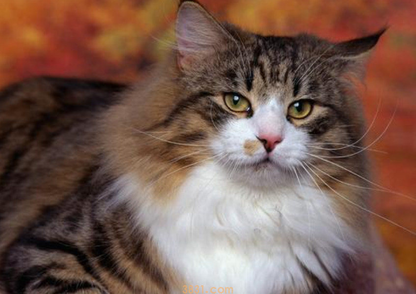 最长寿的6种猫,你家上榜了吗?(图4)