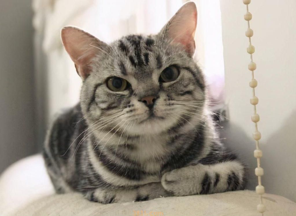 最长寿的6种猫,你家上榜了吗?(图5)