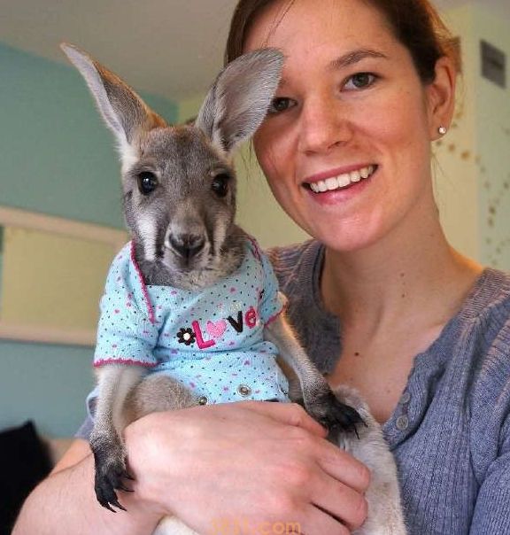 一只小袋鼠孤儿被好心人收养,并且还和一只猫成为了好哥们 一只小袋鼠孤儿被好心人收养,并且还和一只猫成为了好哥们