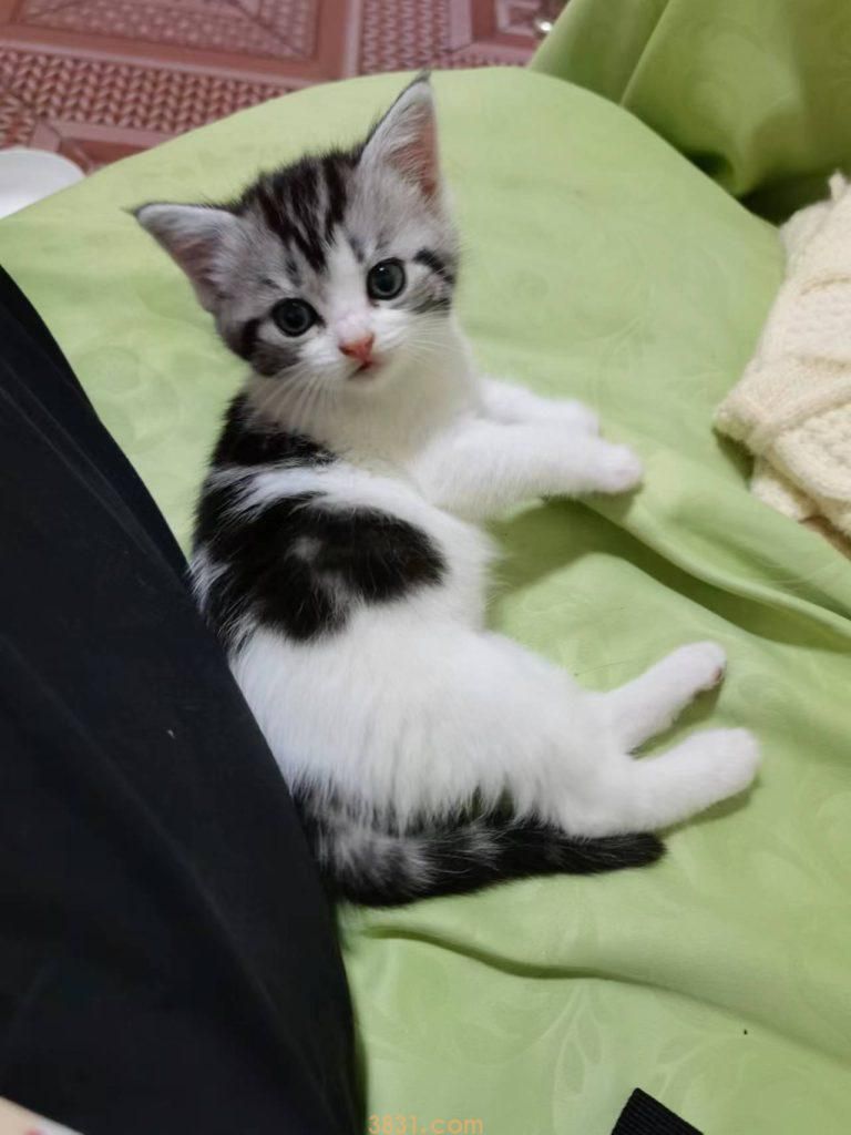 一个月左右的小猫咪怎么养?养小猫咪要注意这几点(图2)