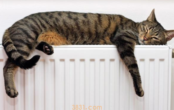 猫咪意外落水,暖心阿姨冒着严寒下水救猫,猫获救后她却静静脱离 猫咪意外落水,暖心阿姨冒着严寒下水救猫,猫获救后她却静静脱离