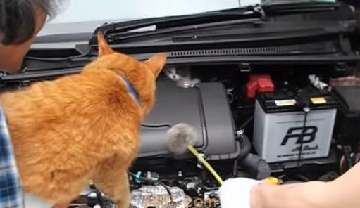 小猫误入轿车引擎取暖 幸得橘猫呼喊有惊无险 小猫误入轿车引擎取暖 幸得橘猫呼喊有惊无险