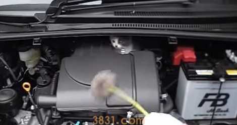 小猫误入轿车引擎取暖 幸得橘猫呼喊有惊无险 小猫误入轿车引擎取暖 幸得橘猫呼喊有惊无险