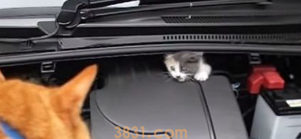 小猫误入轿车引擎取暖 幸得橘猫呼喊有惊无险 小猫误入轿车引擎取暖 幸得橘猫呼喊有惊无险