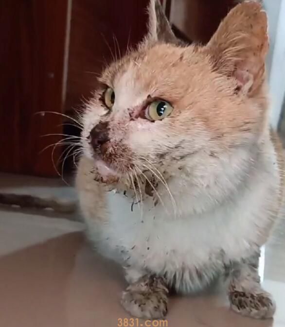 得了严峻口炎和皮肤病的漂泊猫竟自动向人类求助,猫咪:请你帮帮我 得了严峻口炎和皮肤病的漂泊猫竟自动向人类求助,猫咪:请你帮帮我