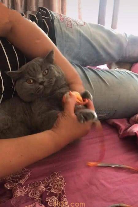 猫跟奶奶共处半年,男人探望时不由得笑喷,网友:猫还能这么用吗 猫跟奶奶共处半年,男人探望时不由得笑喷,网友:猫还能这么用吗