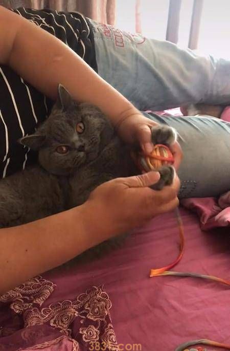 猫跟奶奶共处半年,男人探望时不由得笑喷,网友:猫还能这么用吗 猫跟奶奶共处半年,男人探望时不由得笑喷,网友:猫还能这么用吗