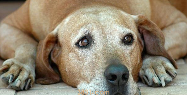与听力有妨碍的宠物怎么共处?教会手语,不管是猫仍是狗全适用! 与听力有妨碍的宠物怎么共处?教会手语,不管是猫仍是狗全适用!