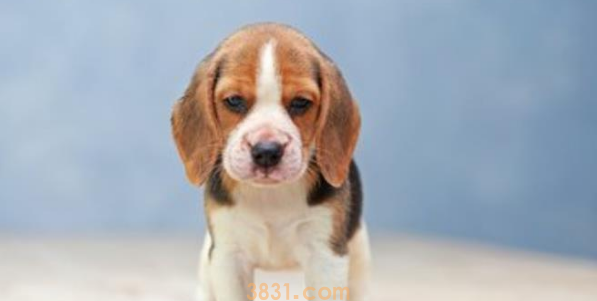 与听力有妨碍的宠物怎么共处?教会手语,不管是猫仍是狗全适用! 与听力有妨碍的宠物怎么共处?教会手语,不管是猫仍是狗全适用!