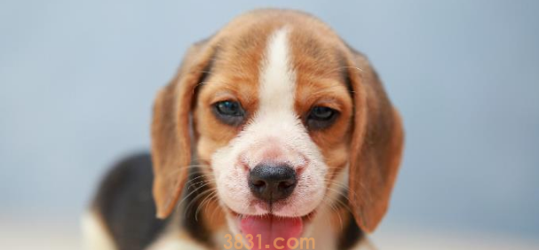 与听力有妨碍的宠物怎么共处?教会手语,不管是猫仍是狗全适用! 与听力有妨碍的宠物怎么共处?教会手语,不管是猫仍是狗全适用!