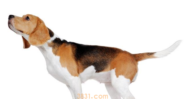 与听力有妨碍的宠物怎么共处?教会手语,不管是猫仍是狗全适用! 与听力有妨碍的宠物怎么共处?教会手语,不管是猫仍是狗全适用!