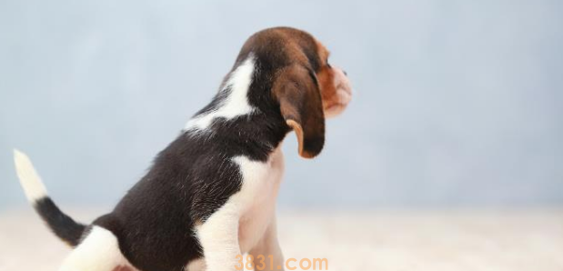 与听力有妨碍的宠物怎么共处?教会手语,不管是猫仍是狗全适用! 与听力有妨碍的宠物怎么共处?教会手语,不管是猫仍是狗全适用!