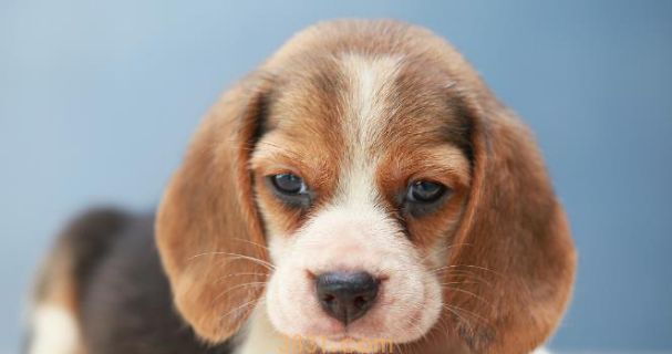 与听力有妨碍的宠物怎么共处?教会手语,不管是猫仍是狗全适用! 与听力有妨碍的宠物怎么共处?教会手语,不管是猫仍是狗全适用!