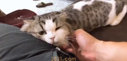 掷筊压服养猫!奴才连丢5个圣杯!.jpeg 掷筊压服养猫!奴才连丢5个圣杯!.jpeg