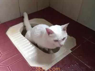 怎样训练出一只定点排便的猫咪?把握好训练的时机,它就能够轻松的记住(图1)