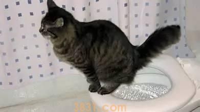 怎样训练出一只定点排便的猫咪?把握好训练的时机,它就能够轻松的记住(图3)