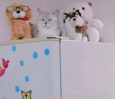 下班回家后找不到猫咪,不料它居然睡在这,网友:躲藏的特别好! 下班回家后找不到猫咪,不料它居然睡在这,网友:躲藏的特别好!