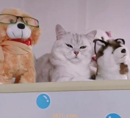 下班回家后找不到猫咪,不料它居然睡在这,网友:躲藏的特别好! 下班回家后找不到猫咪,不料它居然睡在这,网友:躲藏的特别好!