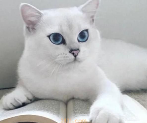 怎样起出高颜值的猫名,才干契合猫主人的共同?1 怎样起出高颜值的猫名,才干契合猫主人的共同?1