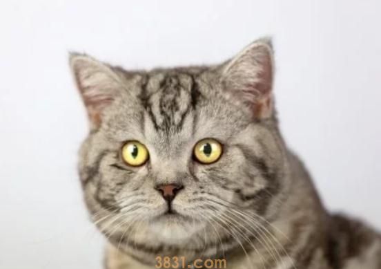 怎样起出高颜值的猫名,才干契合猫主人的共同?3 怎样起出高颜值的猫名,才干契合猫主人的共同?3