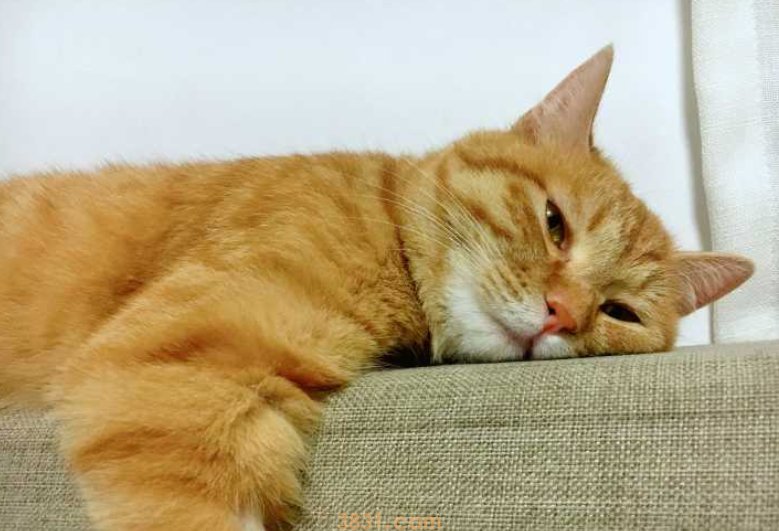 如何增加猫咪的食欲?定时定量喂食,适当禁食(图3)