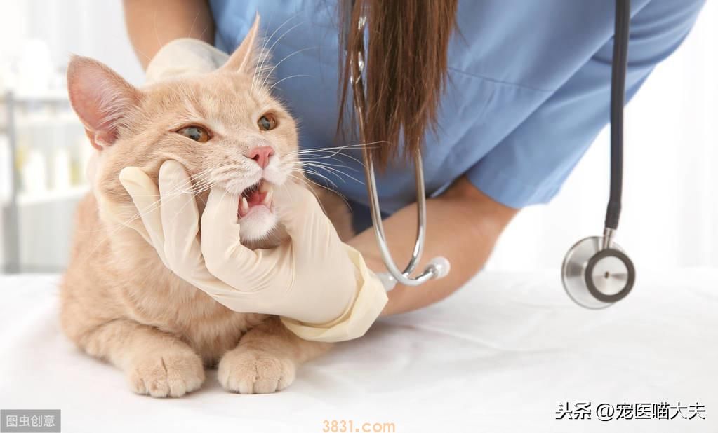 猫咪肝炎不能忽视,及时治疗才是关键(猫肝炎的类型分析)(图5)