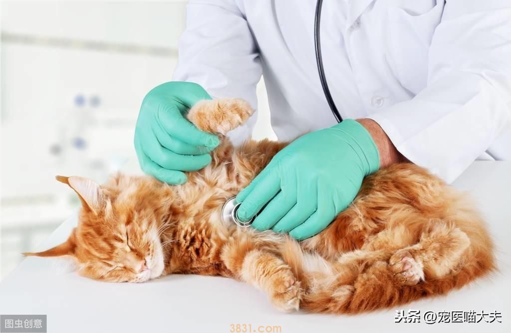 猫咪肝炎不能忽视,及时治疗才是关键(猫肝炎的类型分析)(图6)