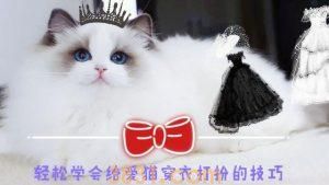盘点给大家介绍六只不同品种的黑毛猫(图12)