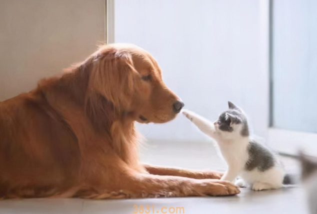 宠物盲盒再现,多只猫狗逝世,生命岂是生意游戏? 宠物盲盒再现,多只猫狗逝世,生命岂是生意游戏?