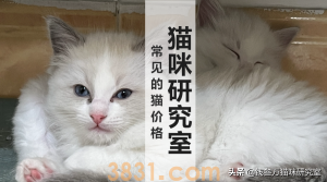 猫的价格规律,和三十种常见品种猫的合理价格(图1)