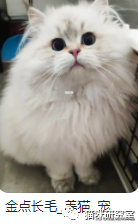 猫的价格规律,和三十种常见品种猫的合理价格(图6)