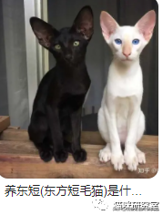猫的价格规律,和三十种常见品种猫的合理价格(图10)
