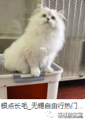 猫的价格规律,和三十种常见品种猫的合理价格(图11)