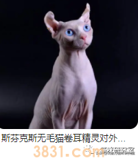 猫的价格规律,和三十种常见品种猫的合理价格(图16)
