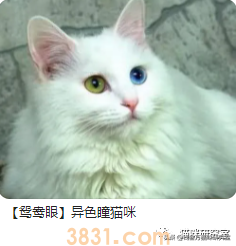 猫的价格规律,和三十种常见品种猫的合理价格(图17)