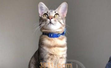 养猫千日用在一时! 被锁屋外爱猫呈现挽救 养猫千日用在一时! 被锁屋外爱猫呈现挽救