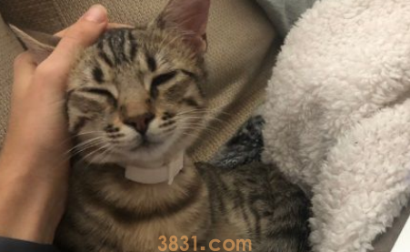 养猫千日用在一时! 被锁屋外爱猫呈现挽救 养猫千日用在一时! 被锁屋外爱猫呈现挽救