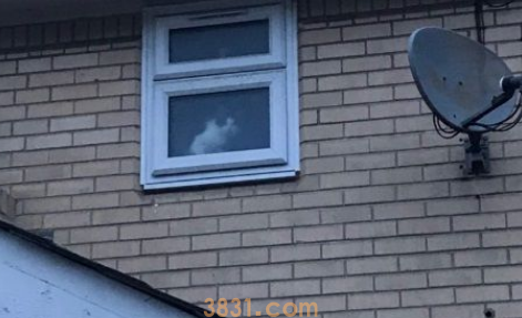 养猫千日用在一时! 被锁屋外爱猫呈现挽救 养猫千日用在一时! 被锁屋外爱猫呈现挽救