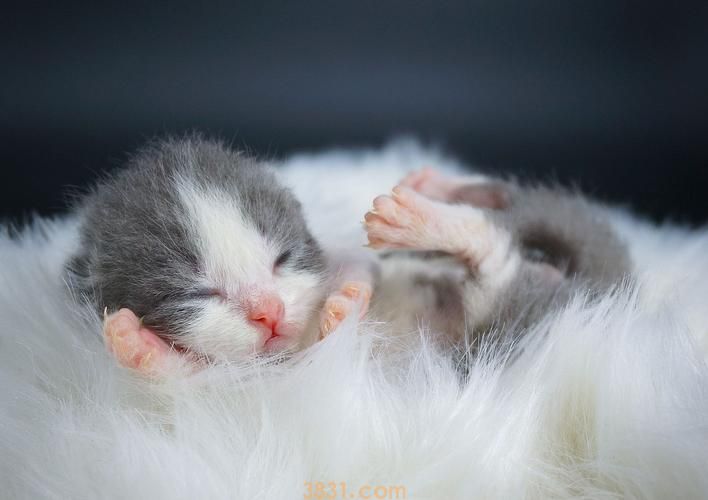 猫咪一定要打疫苗吗?(打疫苗的好处有什么)(图1)