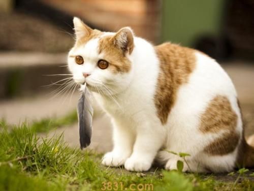 猫咪一定要打疫苗吗?(打疫苗的好处有什么)(图2)