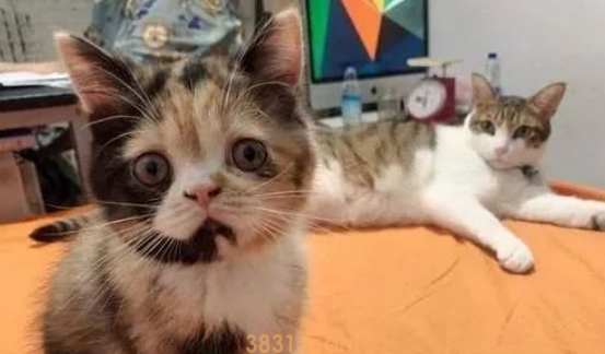 主人带猫给九十八岁爷爷贺寿,爷爷与猫一见如故 主人带猫给九十八岁爷爷贺寿,爷爷与猫一见如故