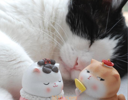 圣诞礼物到!其他猫咪有的,我家崽也得具有 圣诞礼物到!其他猫咪有的,我家崽也得具有