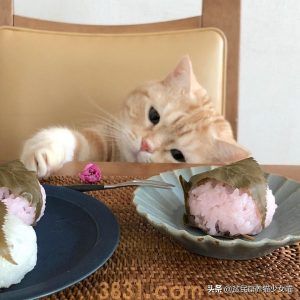 猫咪最正确的喂养方式,猫咪一天吃几餐最健康?很多人都喂错了(图2)