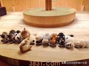 猫咪最正确的喂养方式,猫咪一天吃几餐最健康?很多人都喂错了(图4)