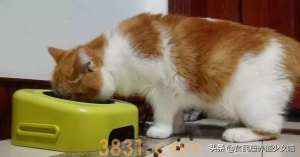 猫咪最正确的喂养方式,猫咪一天吃几餐最健康?很多人都喂错了(图6)