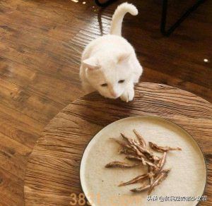 猫咪最正确的喂养方式,猫咪一天吃几餐最健康?很多人都喂错了(图10)
